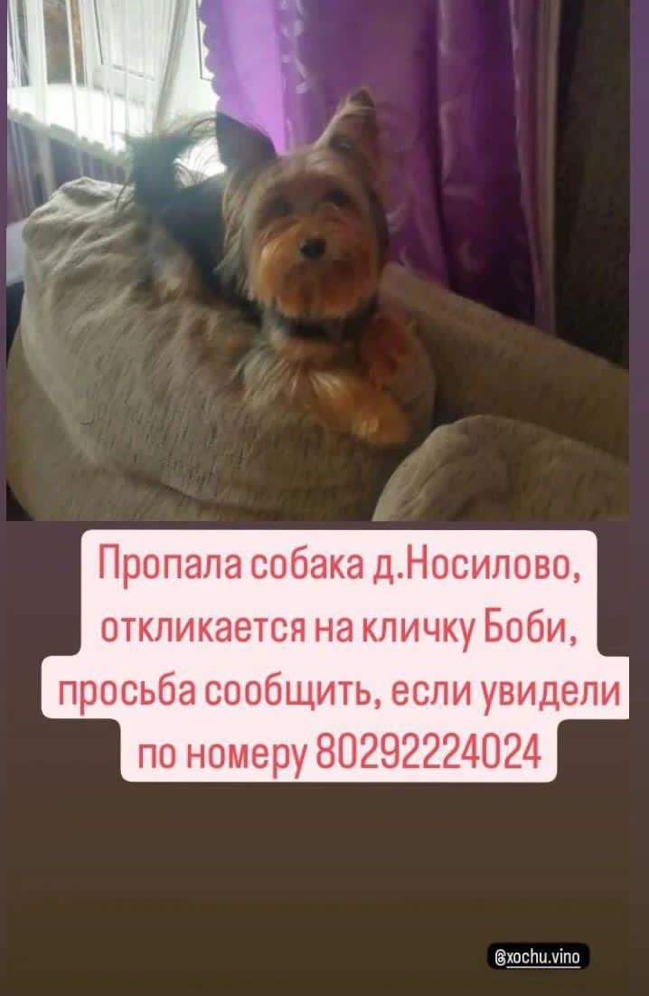 Найдена собака в Молодечно — фото объявления