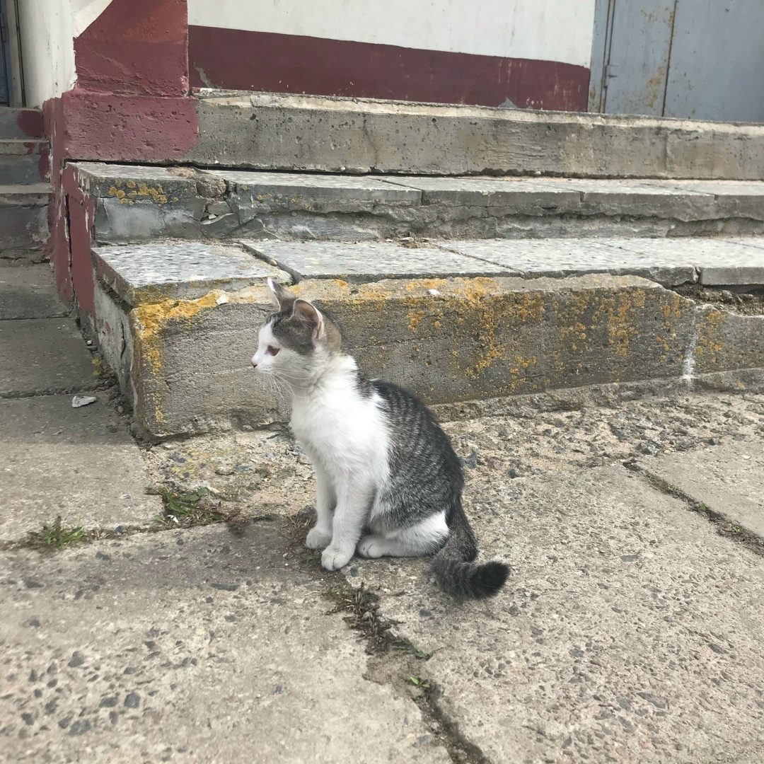 Найдена кошка в Молодечно — Маленький котёнок (девочка) ищет хозяина. В туалет ходит на пелёнку, возраст примерно 2 месяца.