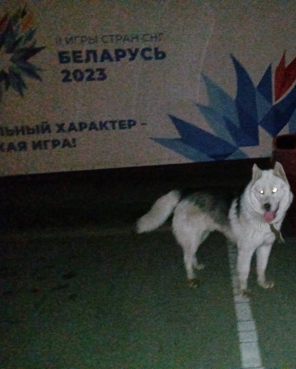 Найдена собака в Молодечно — чья собака?