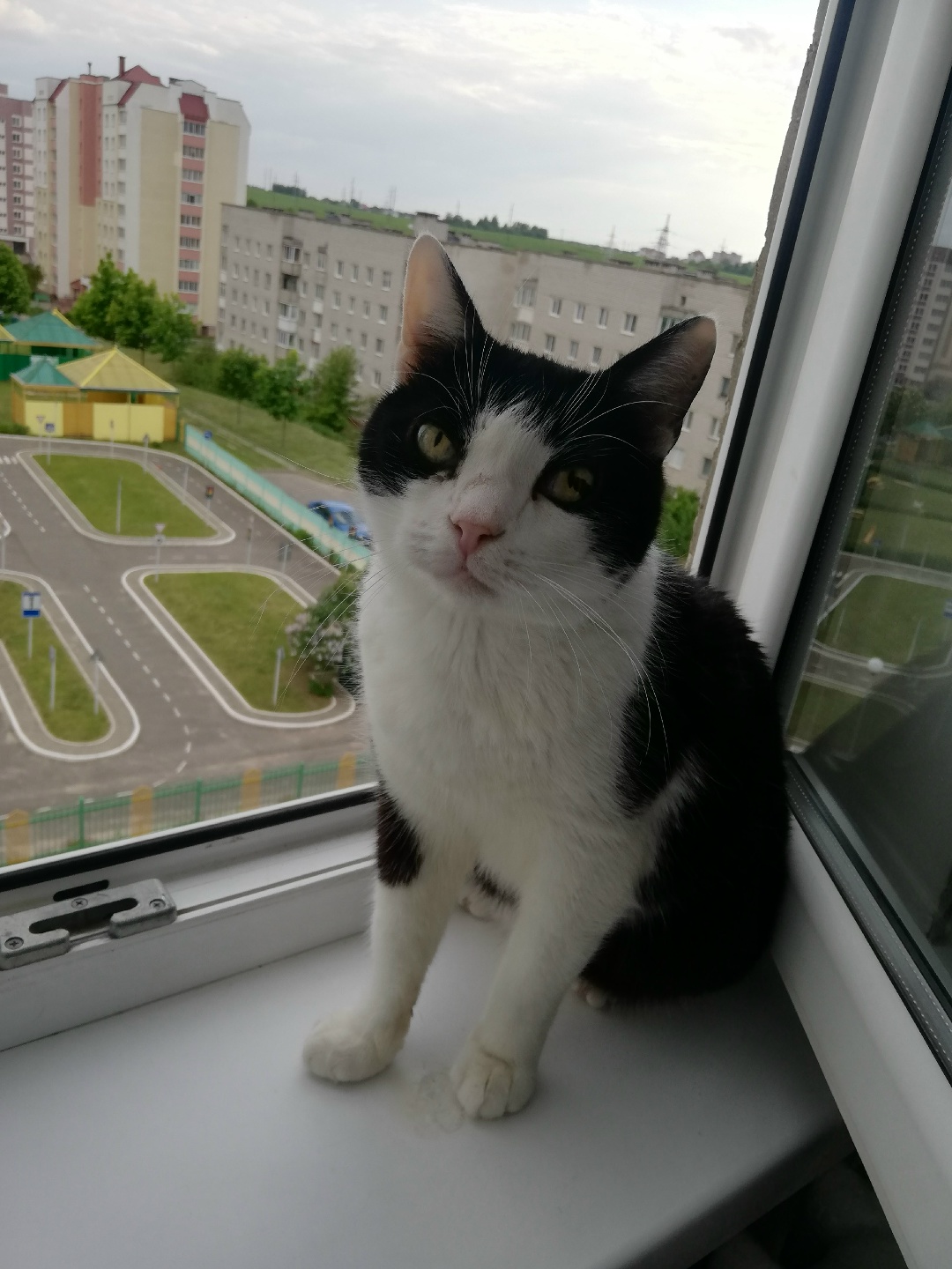 Пропала кошка в Молодечно — фото объявления