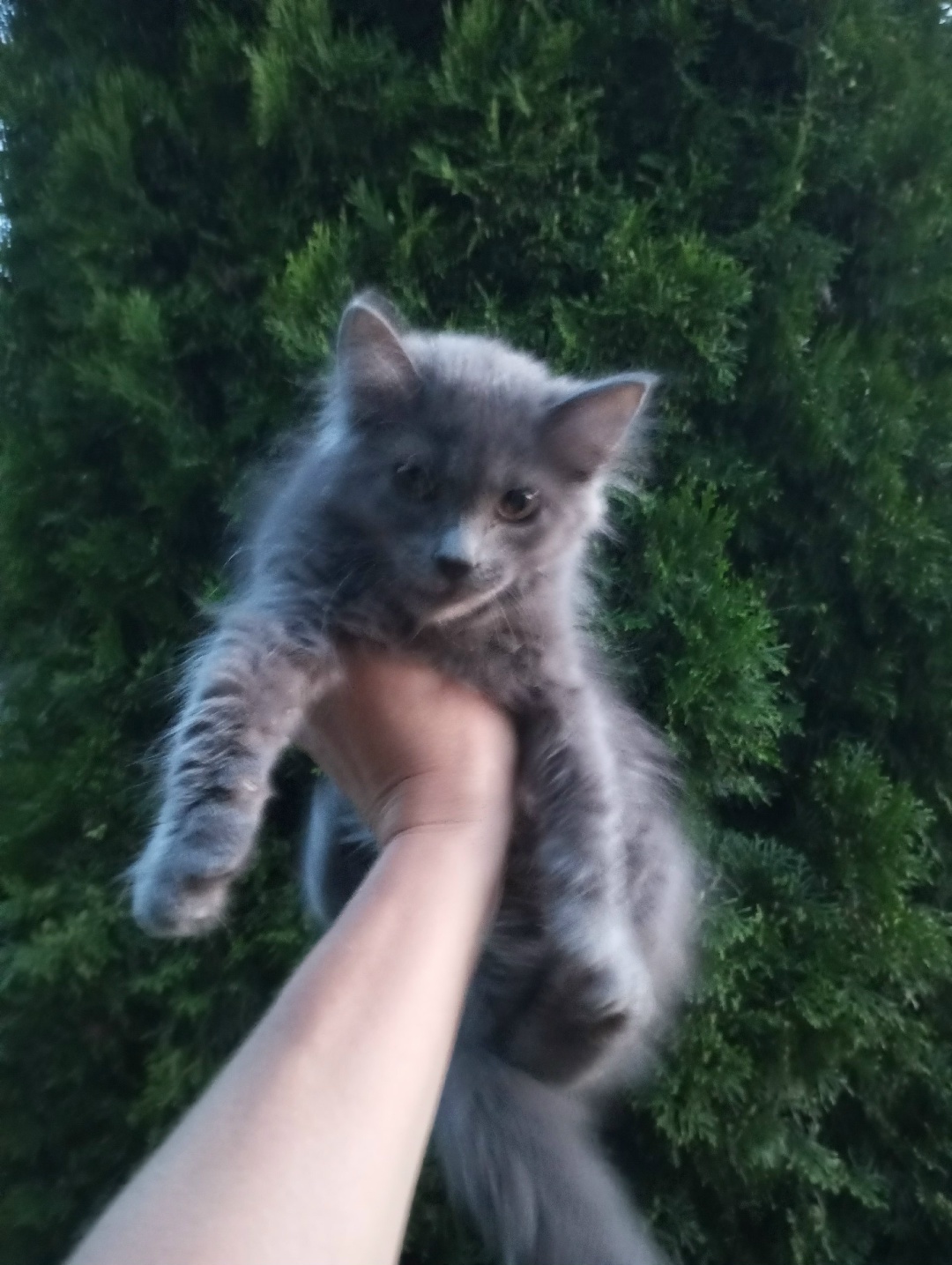 Найдена кошка в Молодечно — Добрый день!! Кто потерял кошечку в районе ул.Радашковической и Михаленка отзовитесь…