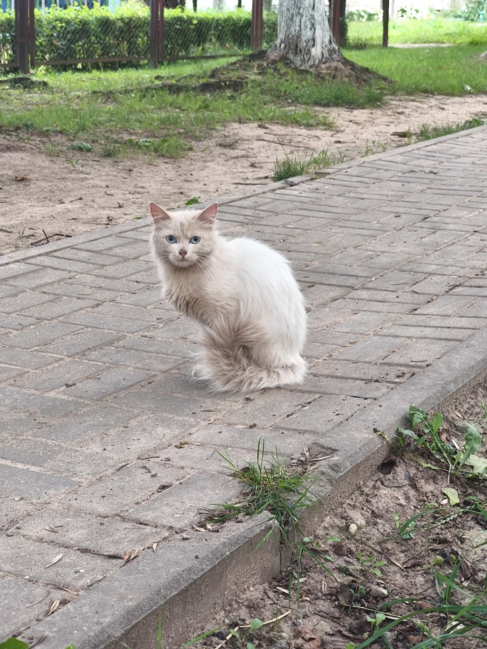 Найдена кошка в Молодечно — Может кто потерял Кошечка очень ласковая, видно что была домашняя...