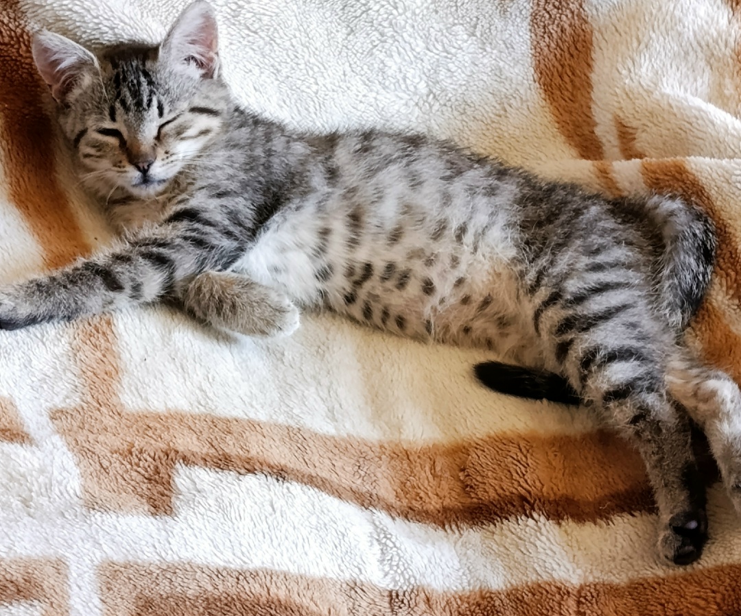 Найдена кошка в Молодечно — Малыш ищет дом. Нашли котенка, ветеринаром осмотрен, пролечили, обработали, к лотку приучили…