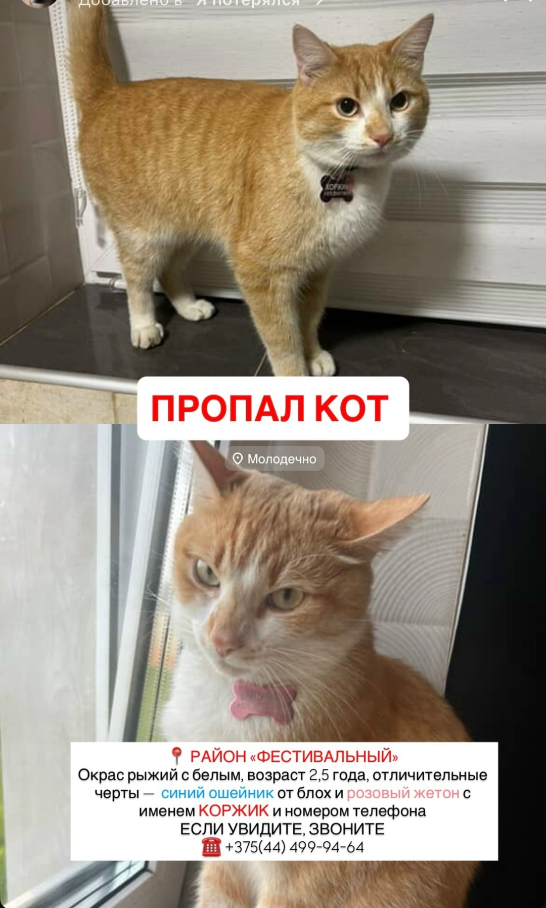 Найдена кошка в Молодечно — Опубликуйте пожалуйста! Пропал любимый котик, если кто-то видел откликнитесь пожалуйста 🙏