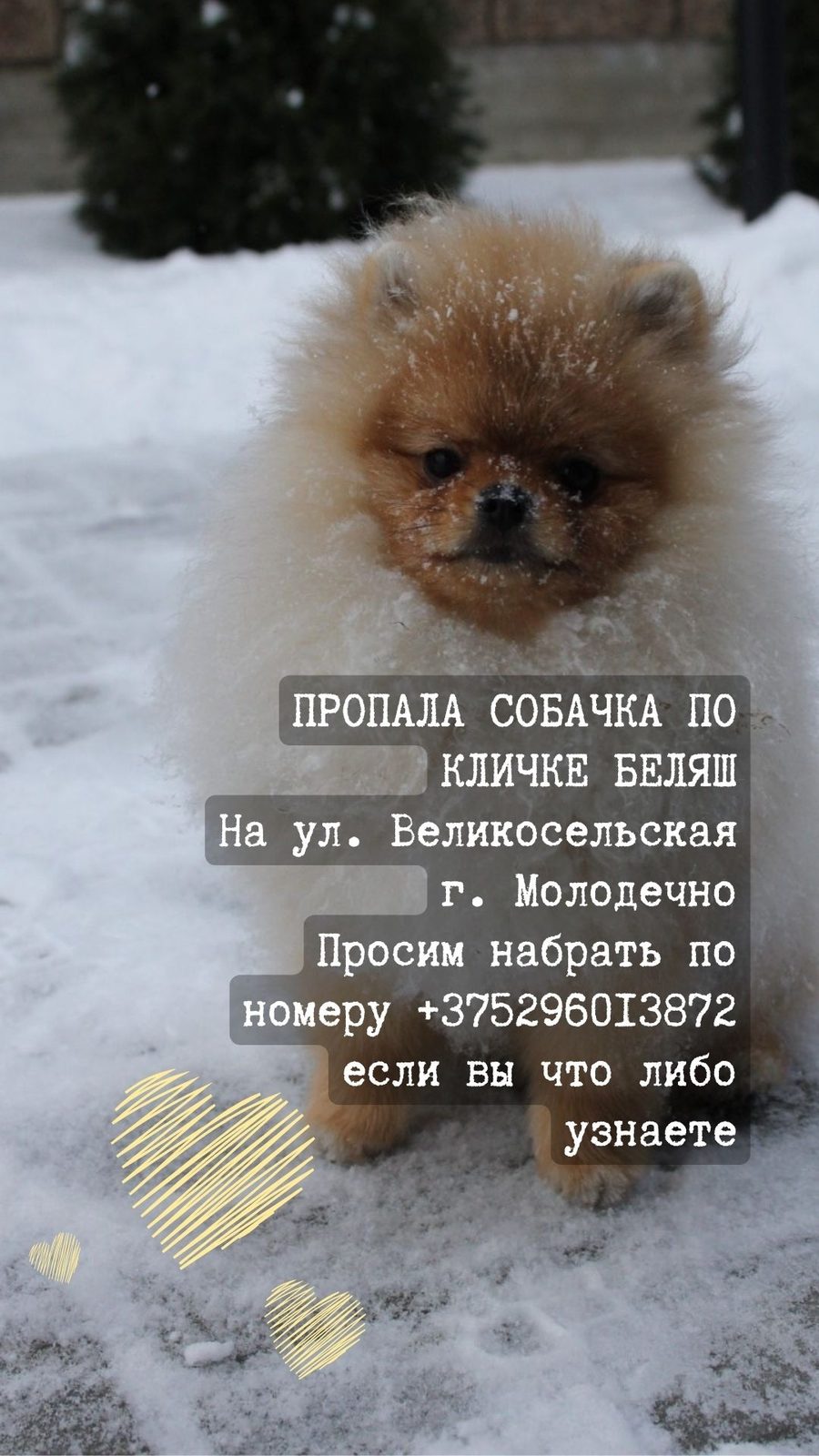 Пропала собака в Молодечно — фото объявления