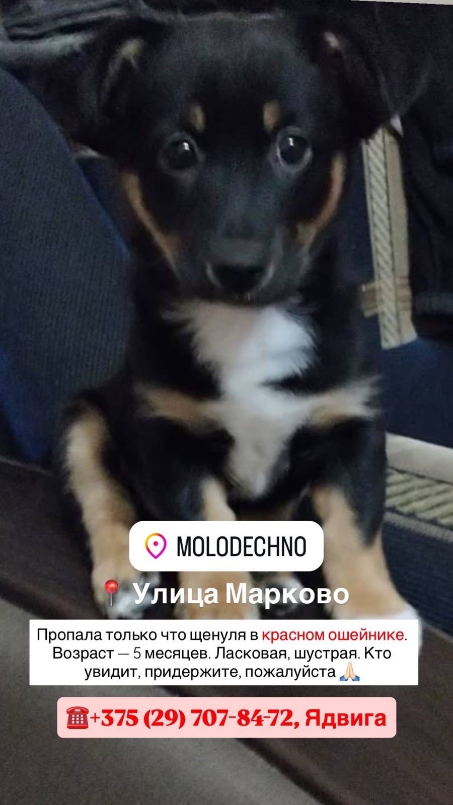Найдена собака в Молодечно — фото объявления