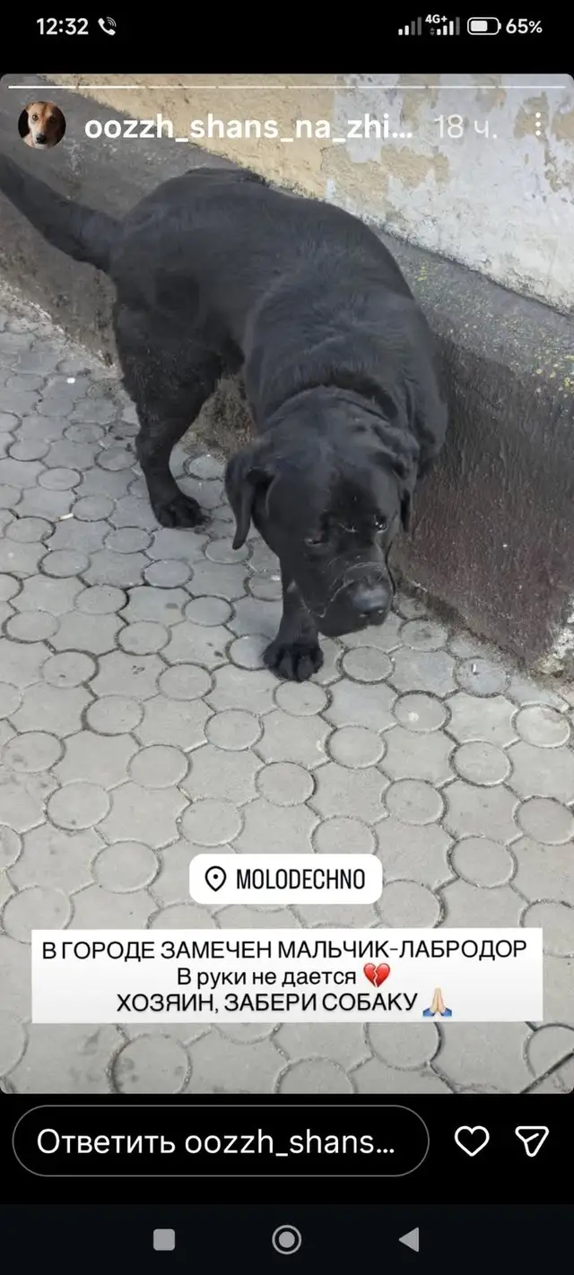 Пропала собака в Молодечно — Может кто-то знает, чья потеряшка?Бегал вчера район Грамадовской, Маркова. Со слов: в руки не идёт…