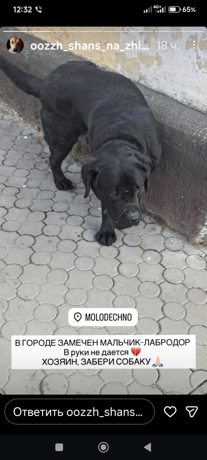 Пропала собака в Молодечно — Может кто-то знает, чья потеряшка?Бегал вчера район Грамадовской, Маркова. Со слов: в руки не идёт…