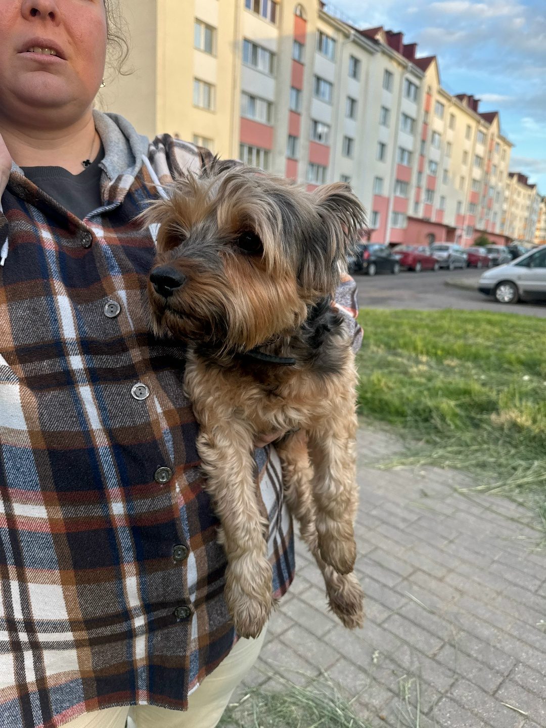 Найдена собака в Молодечно — В восточном микрорайоне бегает пёс с ошейником