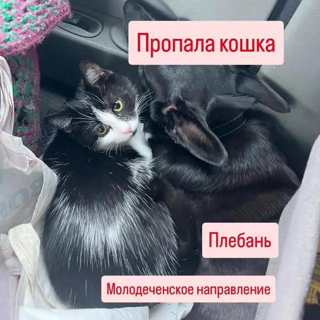 Пропавшая кошка в Молодечно Пропала кошка в Молодечно — фото объявления