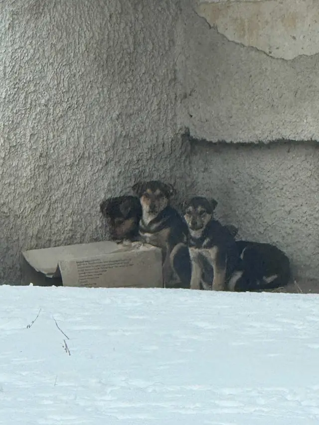 Пропала собака в Барановичах — Гродно, Тавлая, 4 щенка появились утром, держатся кучно. Все примерно одного размера, возможно…