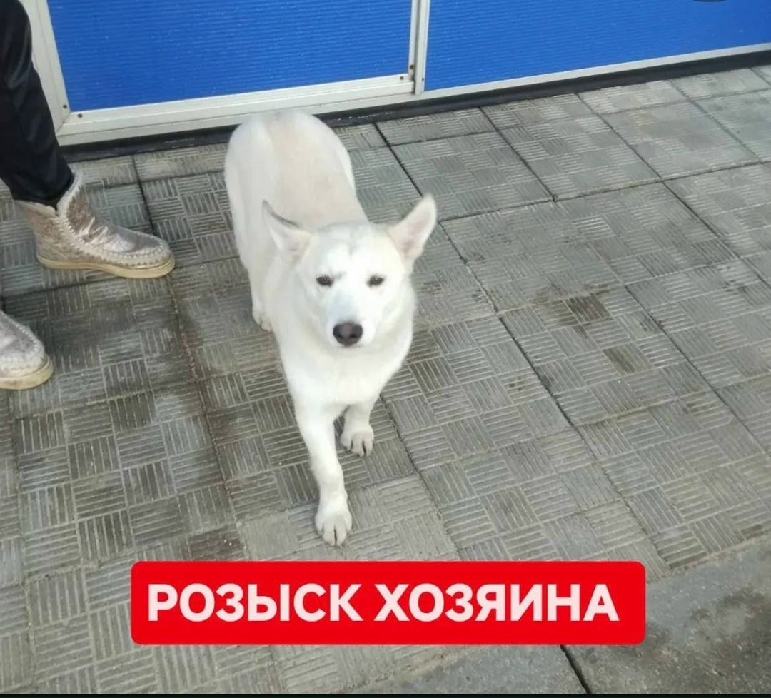 Найдена собака в Барановичах — В Лиде бегает щенок девочка. Очень добрая и нежная. Видно что бывшедомашняя.