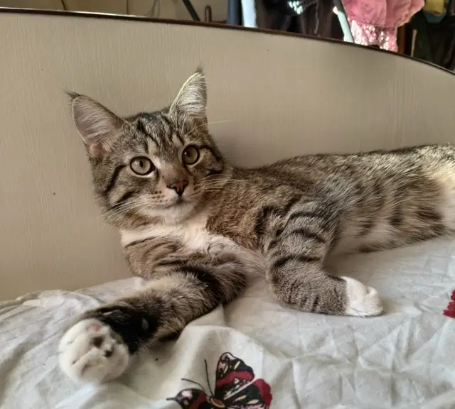 Пропала кошка в Барановичах — СРОЧНО!!!! ИЩЕМ КОТА!!!