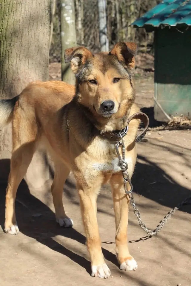 Найденная кошка в Гродно: РЕБЁНОК, КОТОРОГО НЕ ВЫБРАЛИ ищет дом ❤️ Найдена кошка в Гродно — РЕБЁНОК, КОТОРОГО НЕ ВЫБРАЛИ ищет дом ❤️