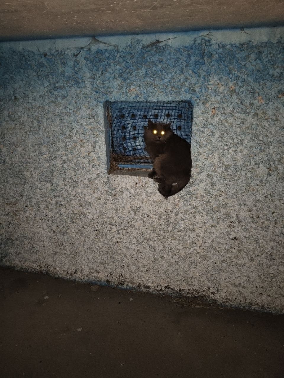Найдена кошка в Солигорске — Судиловского 3, под балконом. Чей котик потерялся?! Видно, что домашний, очень напуган, если начать…