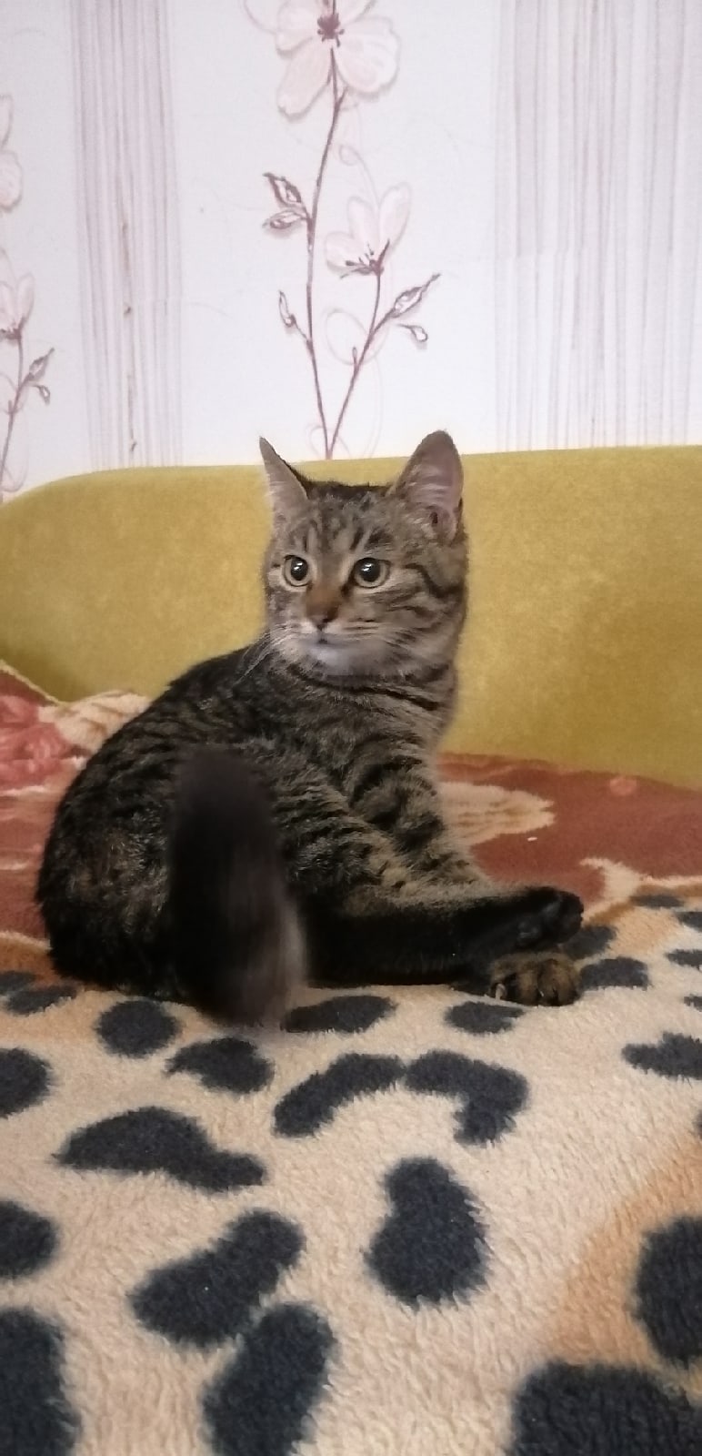 Найдена кошка в Солигорске — Срочно🥺