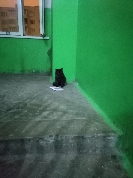 Найдена кошка в Солигорске — Доброй ночи!