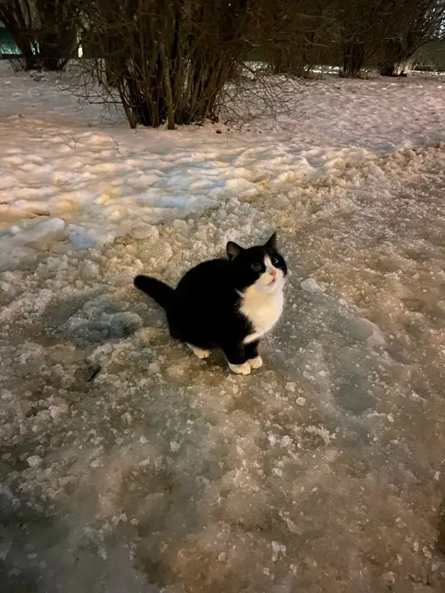 Пропала кошка в Солигорске — Может кто котика потерял?