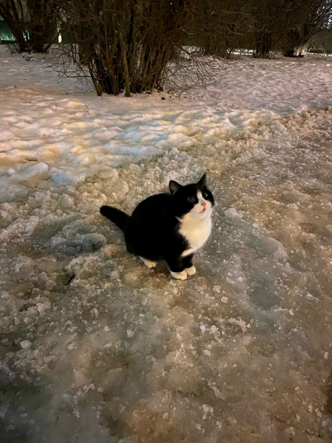 Пропала кошка в Солигорске — Может кто котика потерял?