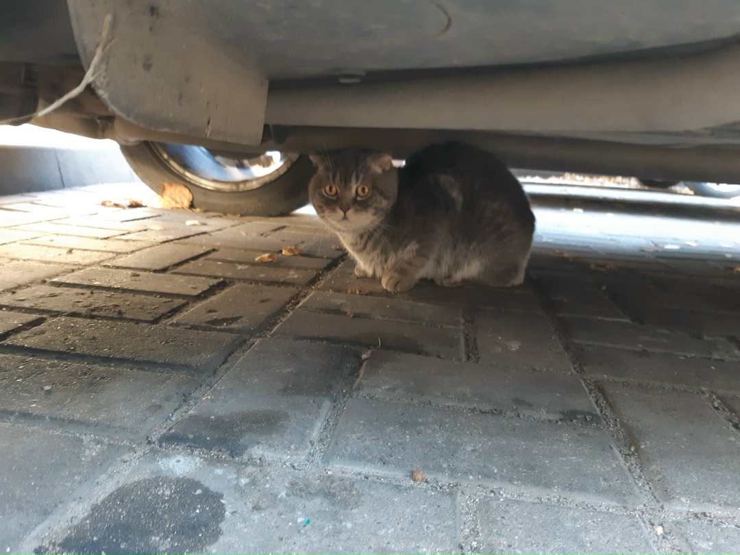 Пропала кошка в Солигорске — Может кто-то потерял котика? Вислоухий, красивый, пугливый. Обитает возле магазина молодежный под…