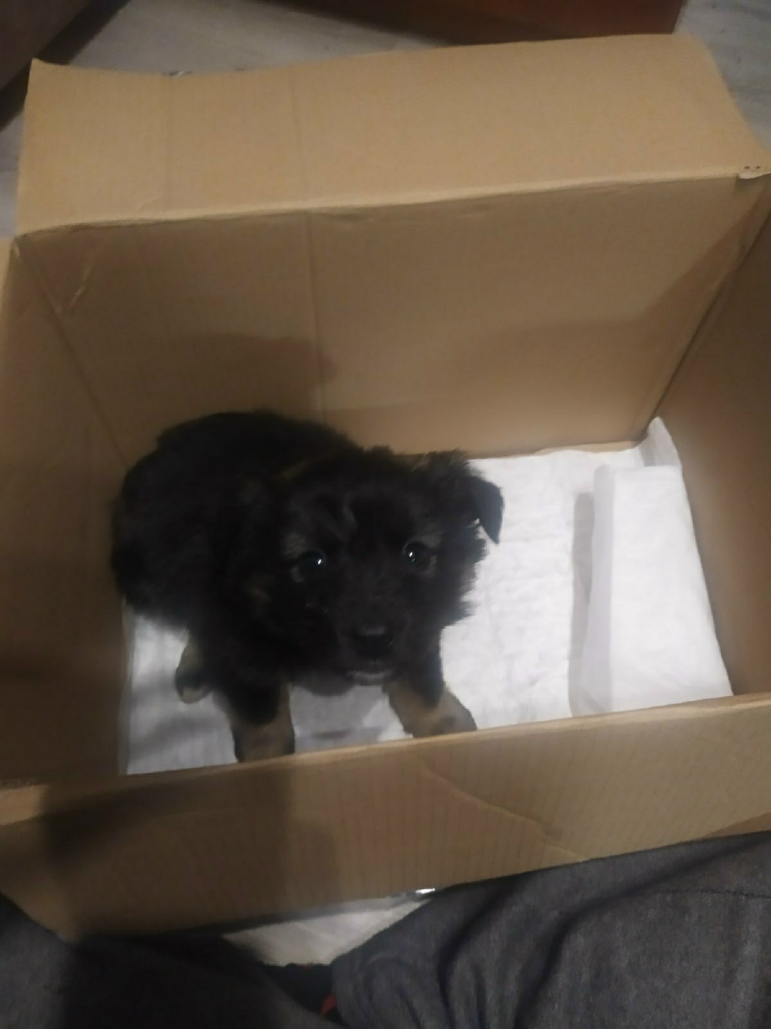 Найдена собака в Солигорске — Срочно!