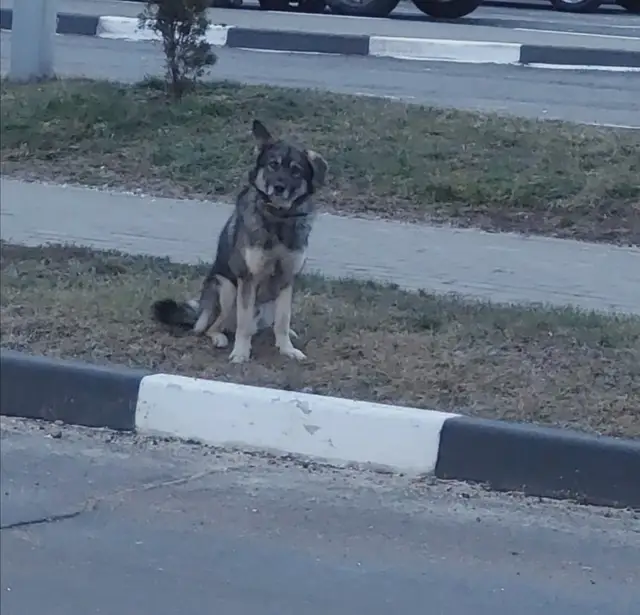 Пропала собака в Солигорске — фото объявления