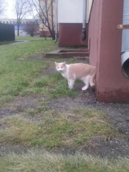 Пропала кошка в Солигорске — Котик возле военкомата .с ошейником.