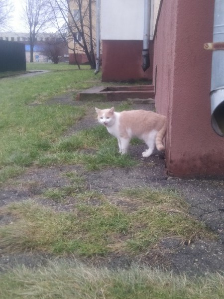 Пропала кошка в Солигорске — Котик возле военкомата .с ошейником.