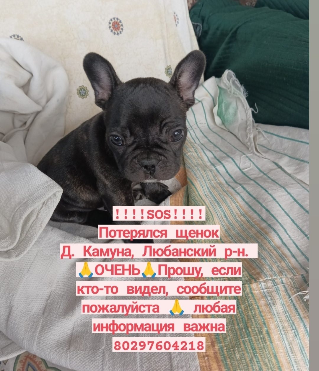 Найдена собака в Солигорске — фото объявления