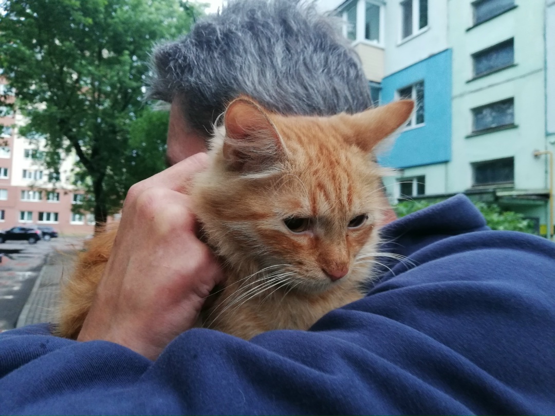 Найдена кошка в Солигорске — Козлова 50 бегает рыжий котик, молоденький. Есть след ошейника. +375 29 561 50 45.