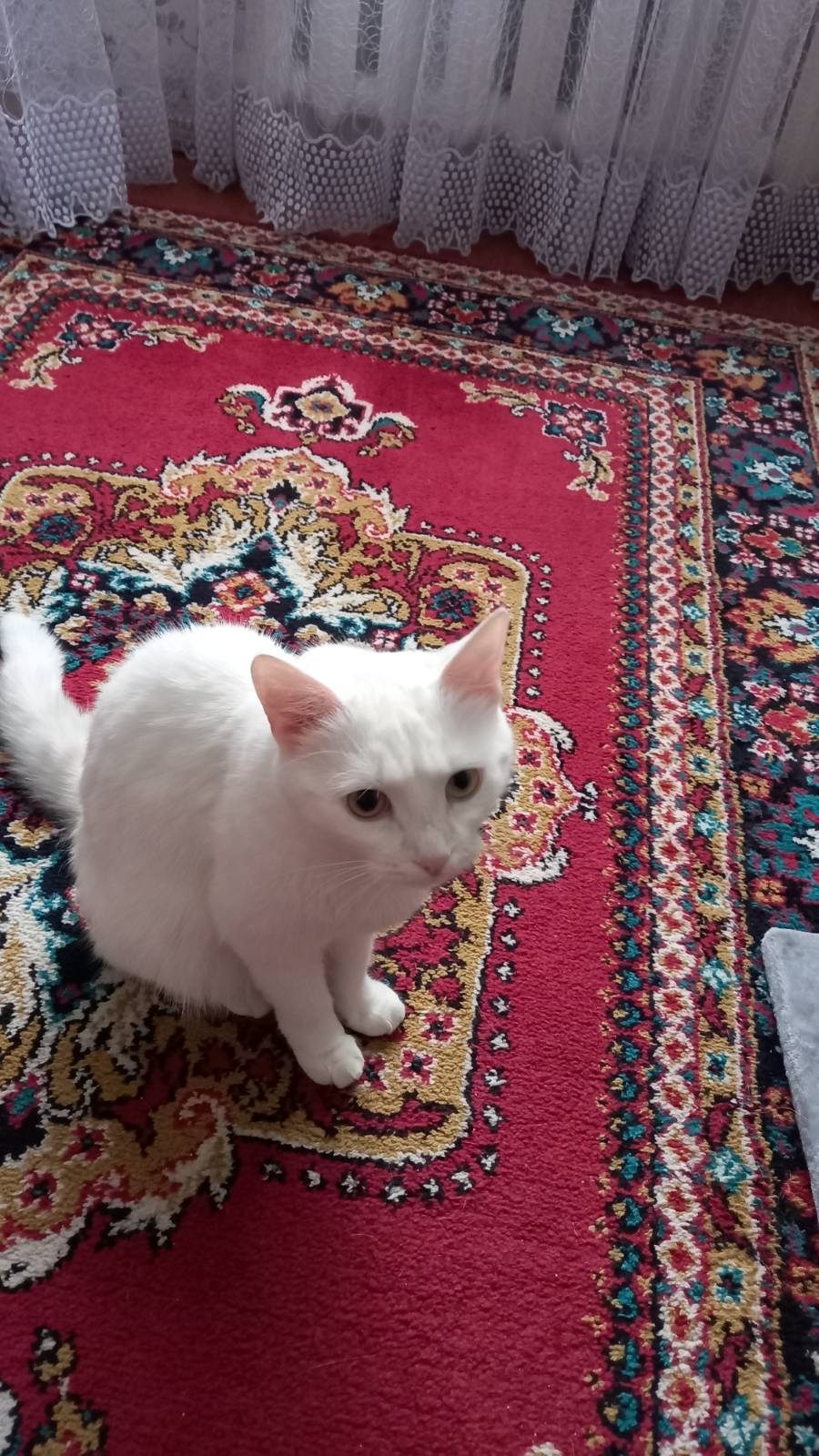 Найдена кошка в Солигорске — Здравствуйте. 2 августа потерялась белая кошка в районе Богомолова 14. Выпала с балкона и убежала…