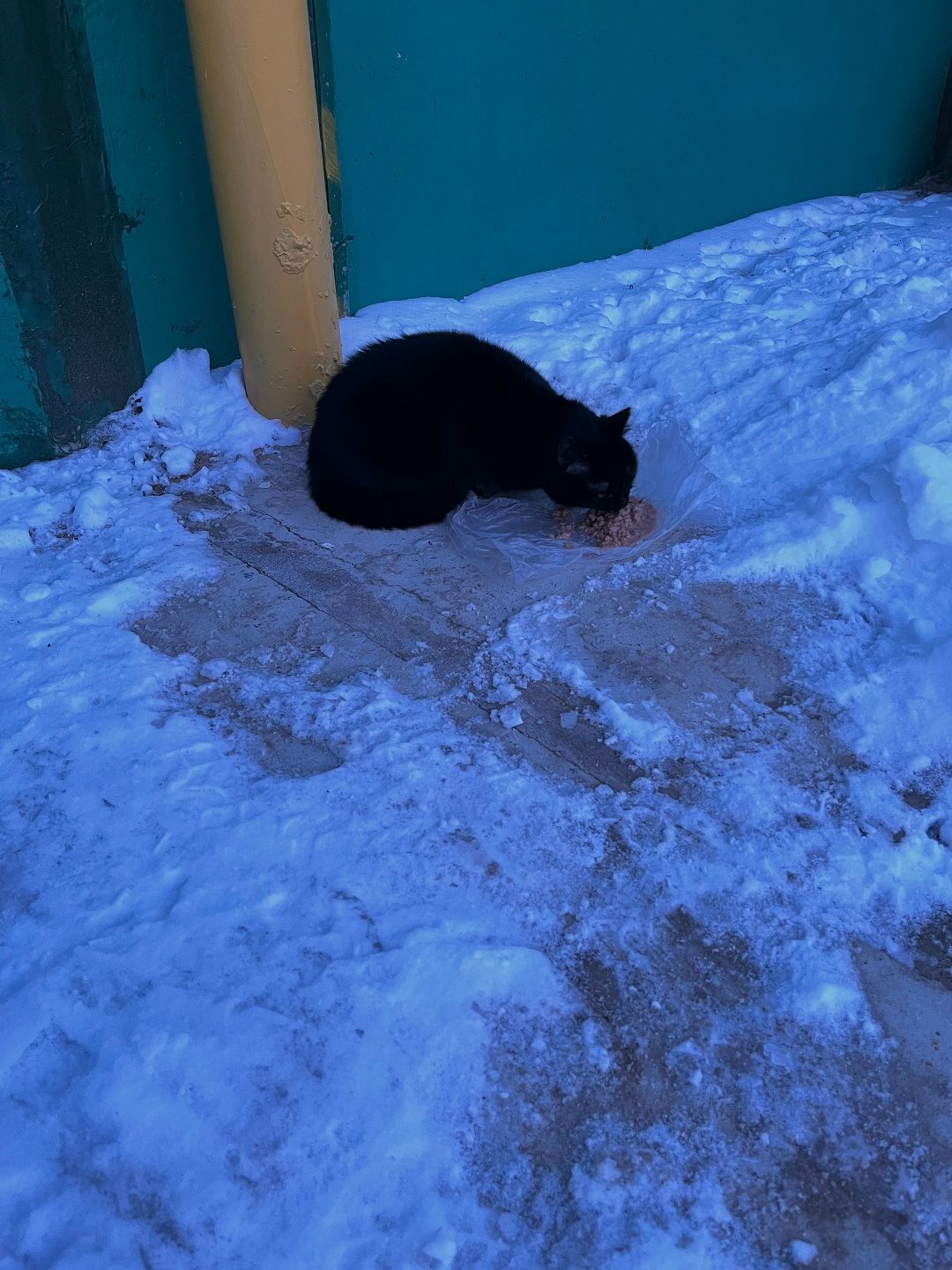 Найдена кошка в Солигорске — Добрый день , на комсомола 3 бегает котик, домашний , на груди белое пятнышко , к людям подходит…