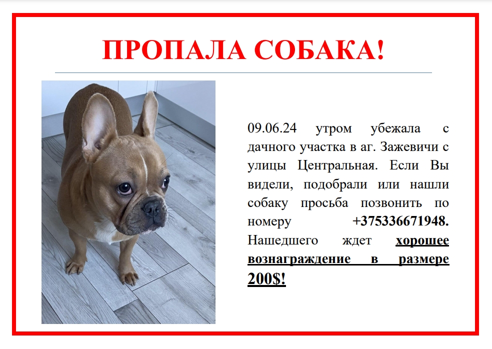 Найдена собака в Солигорске — фото объявления