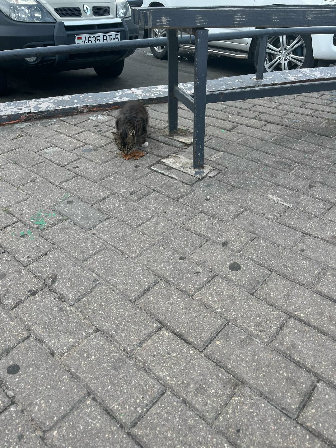 Найдена кошка в Солигорске — Может кто потерял котенка. Игривый красивый… может кто заберет. Возле грошика