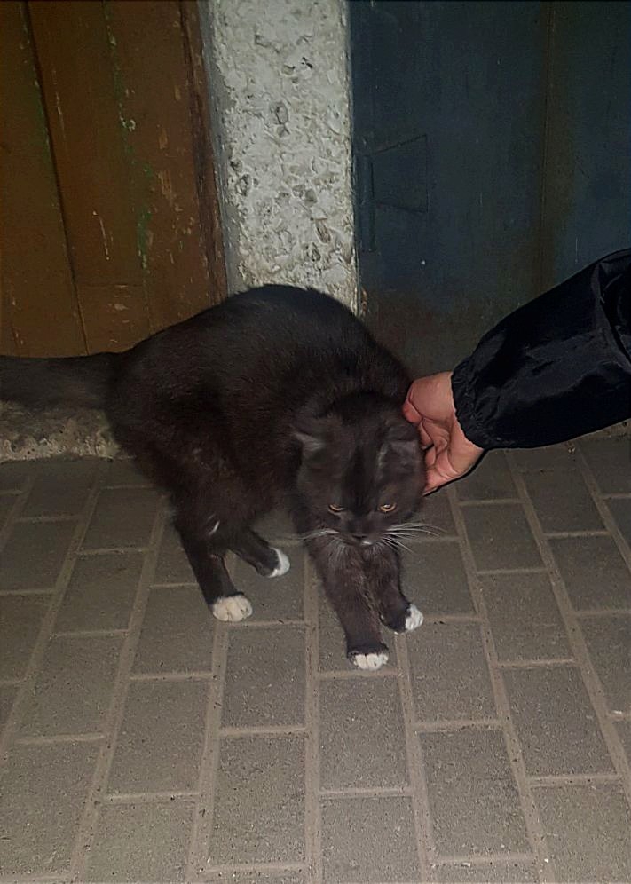 Пропала кошка в Солигорске — Добрый день! Возможно кто-то потерял своего питомца? Появился кот в конце июля во дворе рядом с…