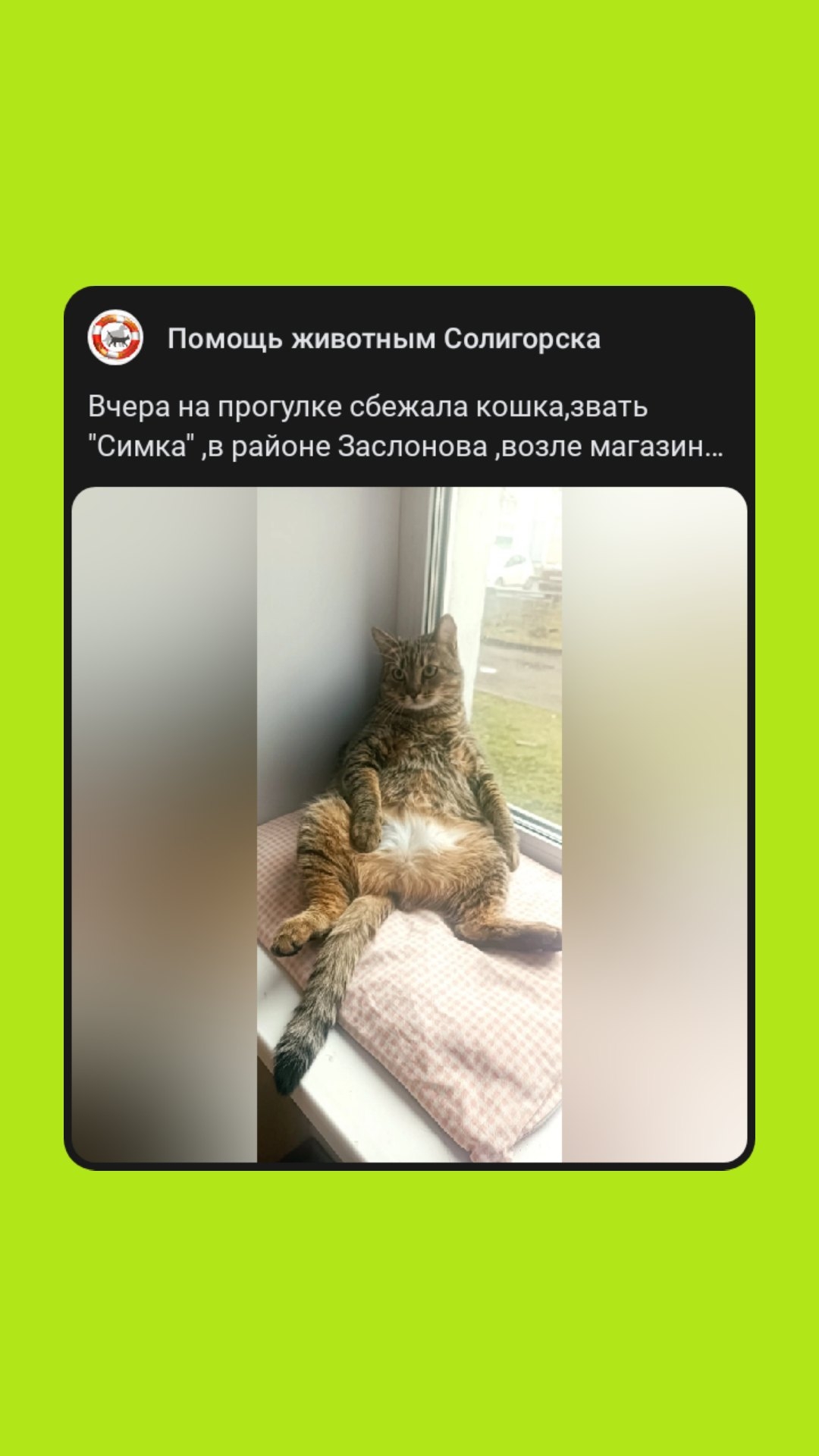 Найдена кошка в Солигорске — Вчера на прогулке сбежала кошка, звать Симка, в районе Заслонова, возле магазина Радиус! На кошке…