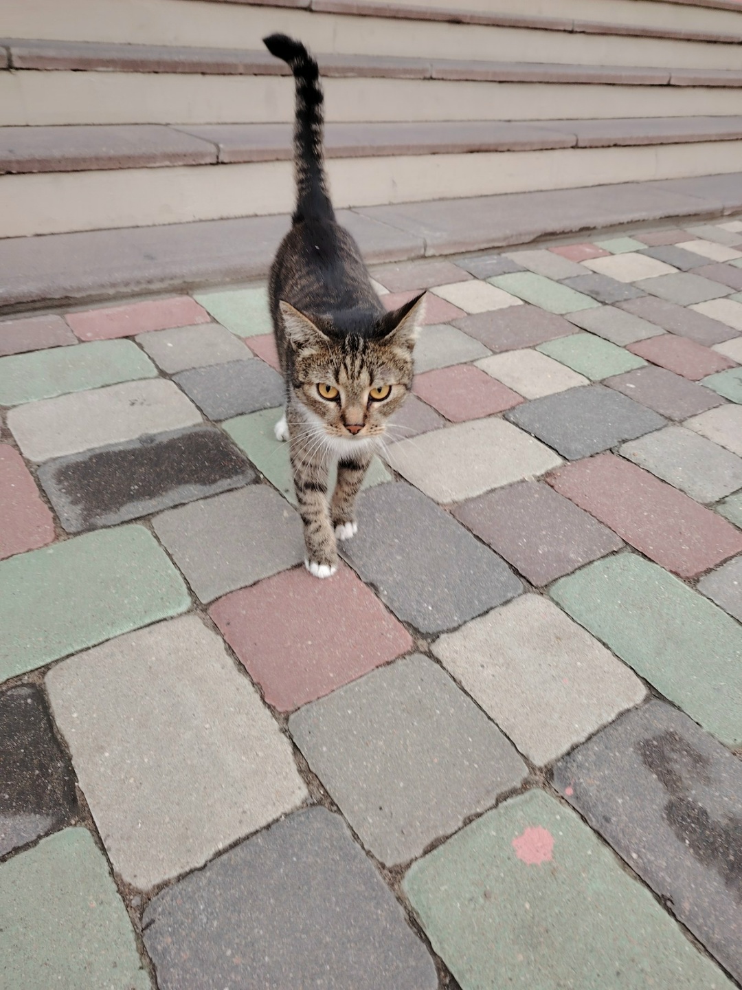 Найдена кошка в Солигорске — Может кто-то потерял или ищет котика? Очень ласковый, идёт к рукам. Бегает возле магазина…