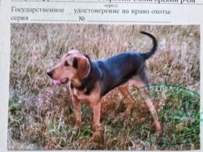 Найдена собака в Солигорске — фото объявления