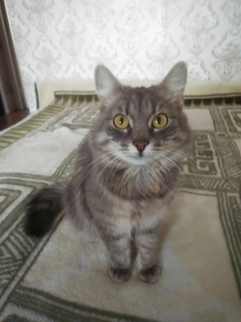 Пропала кошка в Солигорске — SOS!! 🆘 В районе Наруцкого, д. 2 потерялась стерилизованная кошечка.