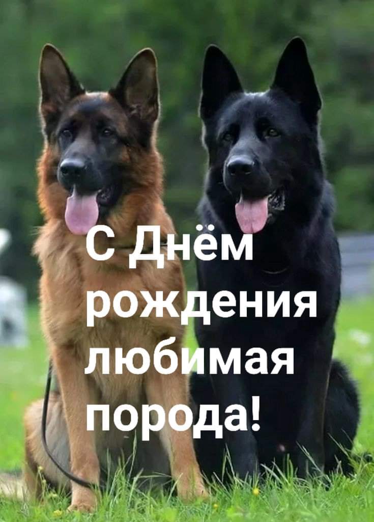 Найдена собака в Солигорске — Сегодня день рождения немецкой овчарки друзья ! 3 апреля1889 года считается днем рождения немецкой…