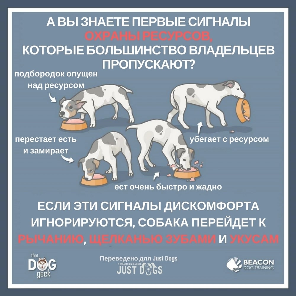 Найдена собака в Солигорске — Каждый владелец заметит, если собака начнет рычать или щелкать зубами, охраняя еду, но знаете ли…