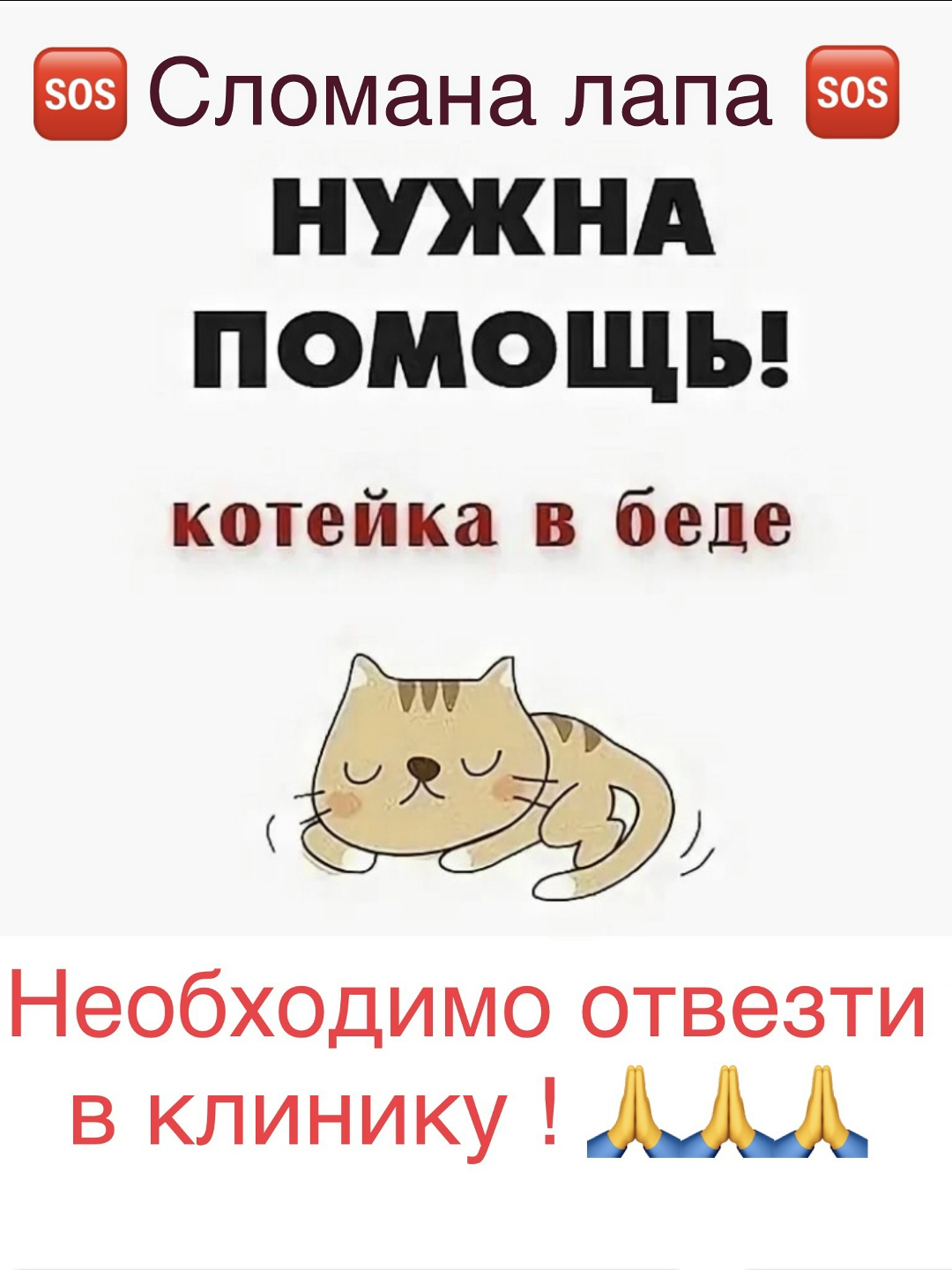 Найдена кошка в Бобруйске — БОБРУЙСК! ВНИМАНИЕ! 🆘