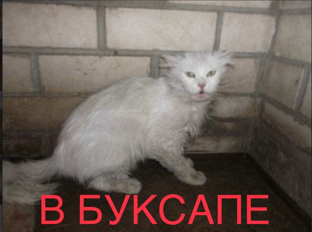 Найдена кошка в Бобруйске — Вот такой котик был спасён из Буксапа месяц назад .