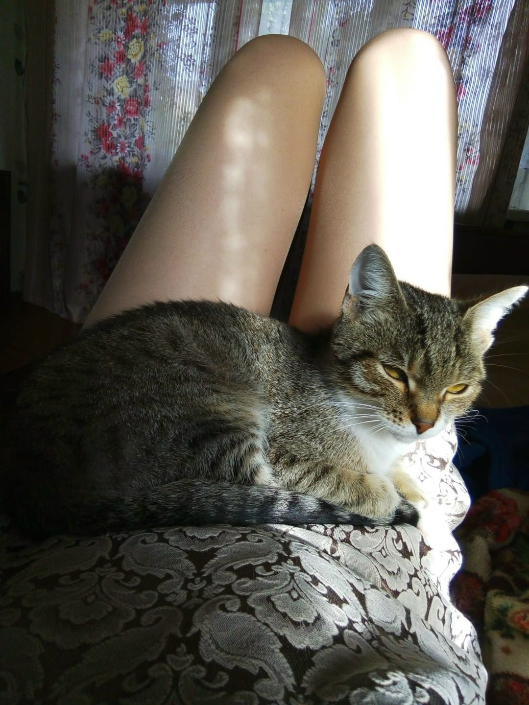 Пропала кошка в Бобруйске — фото объявления