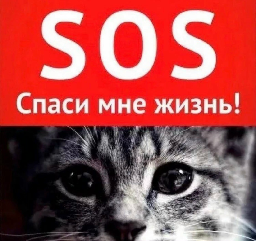 Найдена кошка в Бобруйске — Петербург_ПриютКотВася_новости