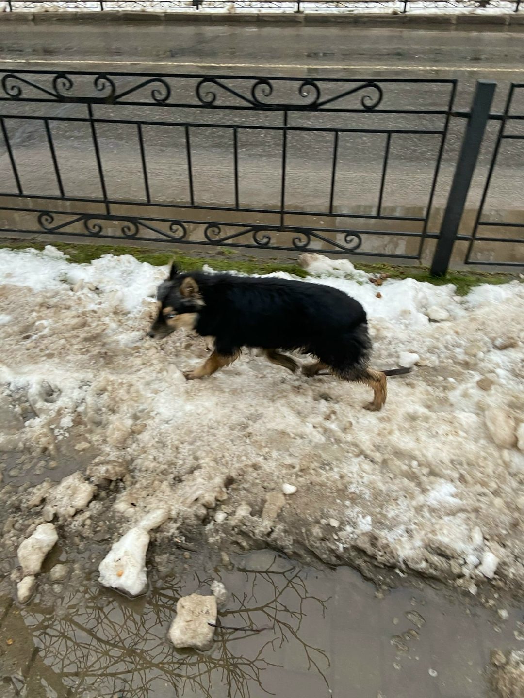 Найдена собака в Бобруйске — Бобруйск, район площади Ленина!