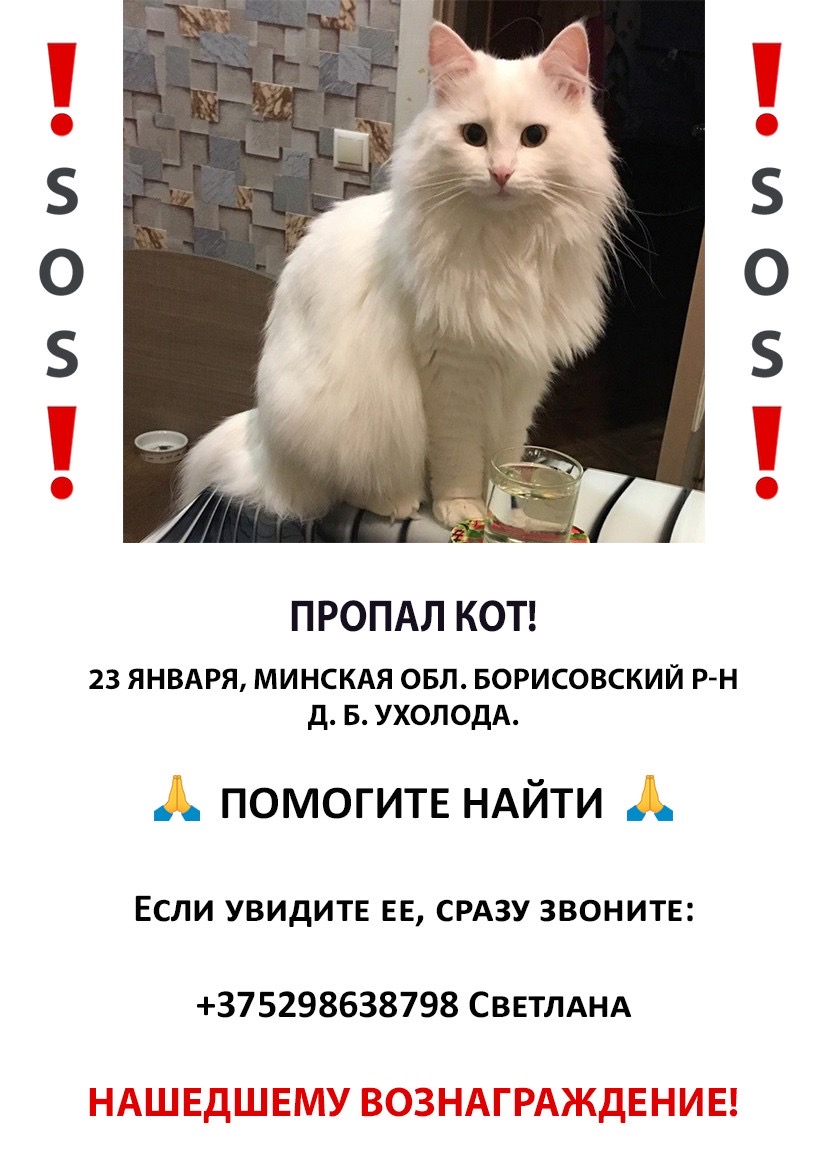Пропала кошка в Бобруйске — ВНИМАНИЕ ‼️🔎 ПОТЕРЯШКА‼️ПОМОГИТЕ ВЕРНУТЬСЯ ДОМОЙ КОТИКУ!🏠🐈