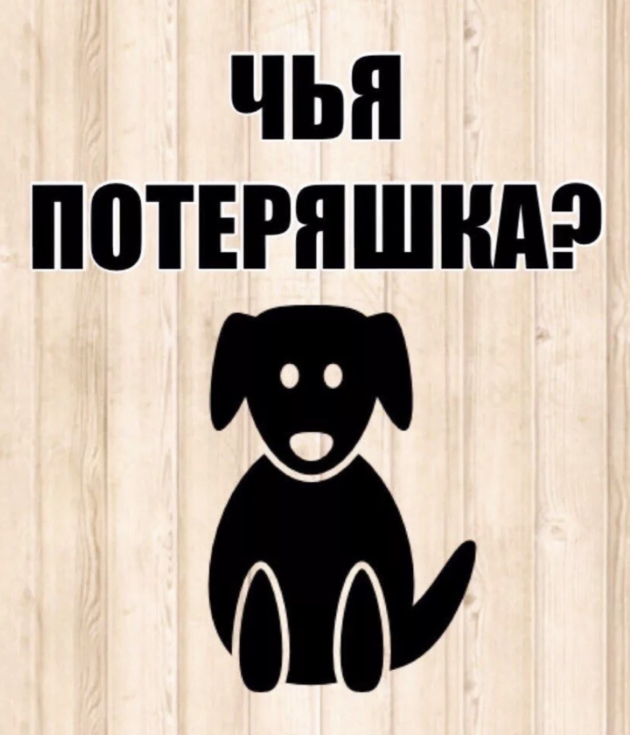 Найдена собака в Бобруйске — Бобруйск ‼️ Потеряшка или брошенка!