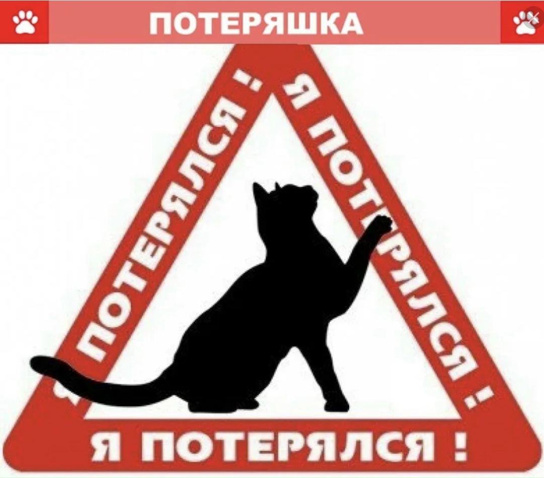 Найдена кошка в Бобруйске — КОТИК НАЙДЕН! 😊 СПАСИБО ВСЕМ КТО ПОМОГАЛ ИСКАТЬ! ❤️❤️❤️