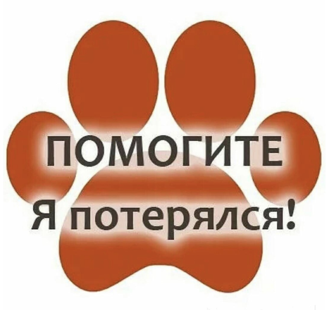 Найдена кошка в Бобруйске — БОБРУЙСК! ВНИМАНИЕ ‼️ПОТЕРЯШКА! 🔎